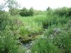  Der Teich Hinter Den Dünen
