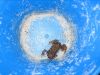 Ein Frosch Am Strand